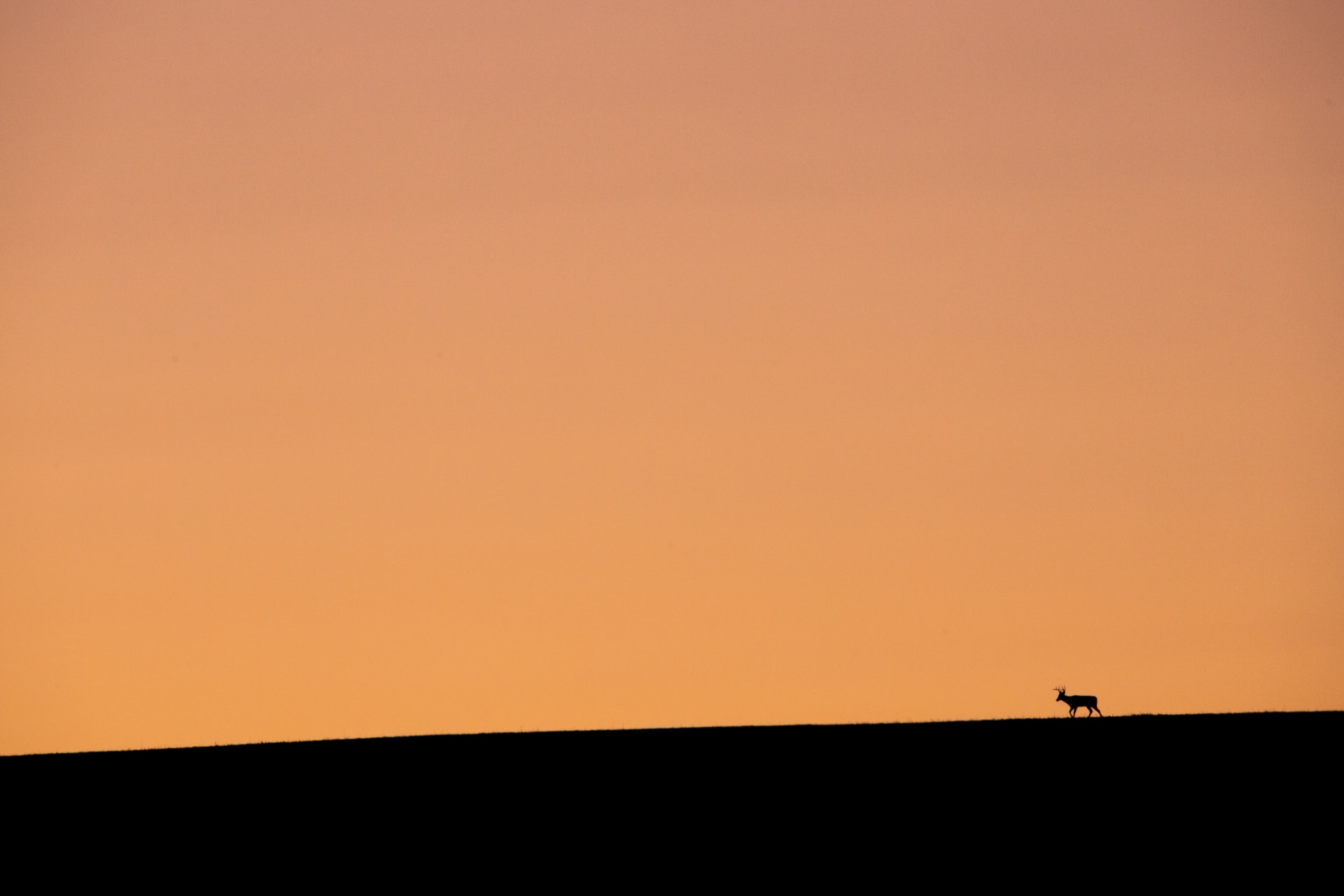 sunset deer montana dry creek farm