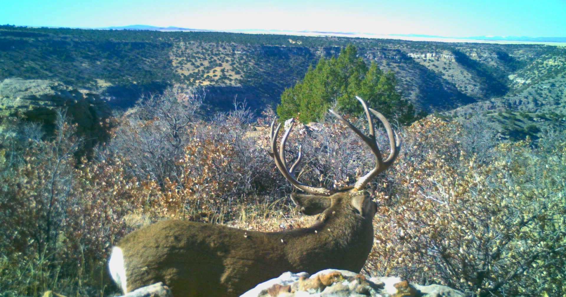 Big Game hunting ranch for sale new mexico rio rojo canyon ranch