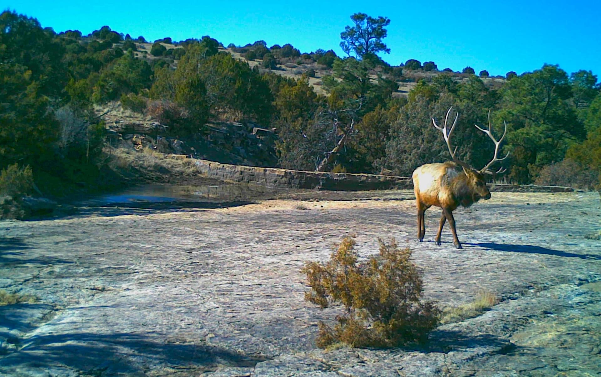 bulk elk game camera new mexico rio rojo canyon ranch