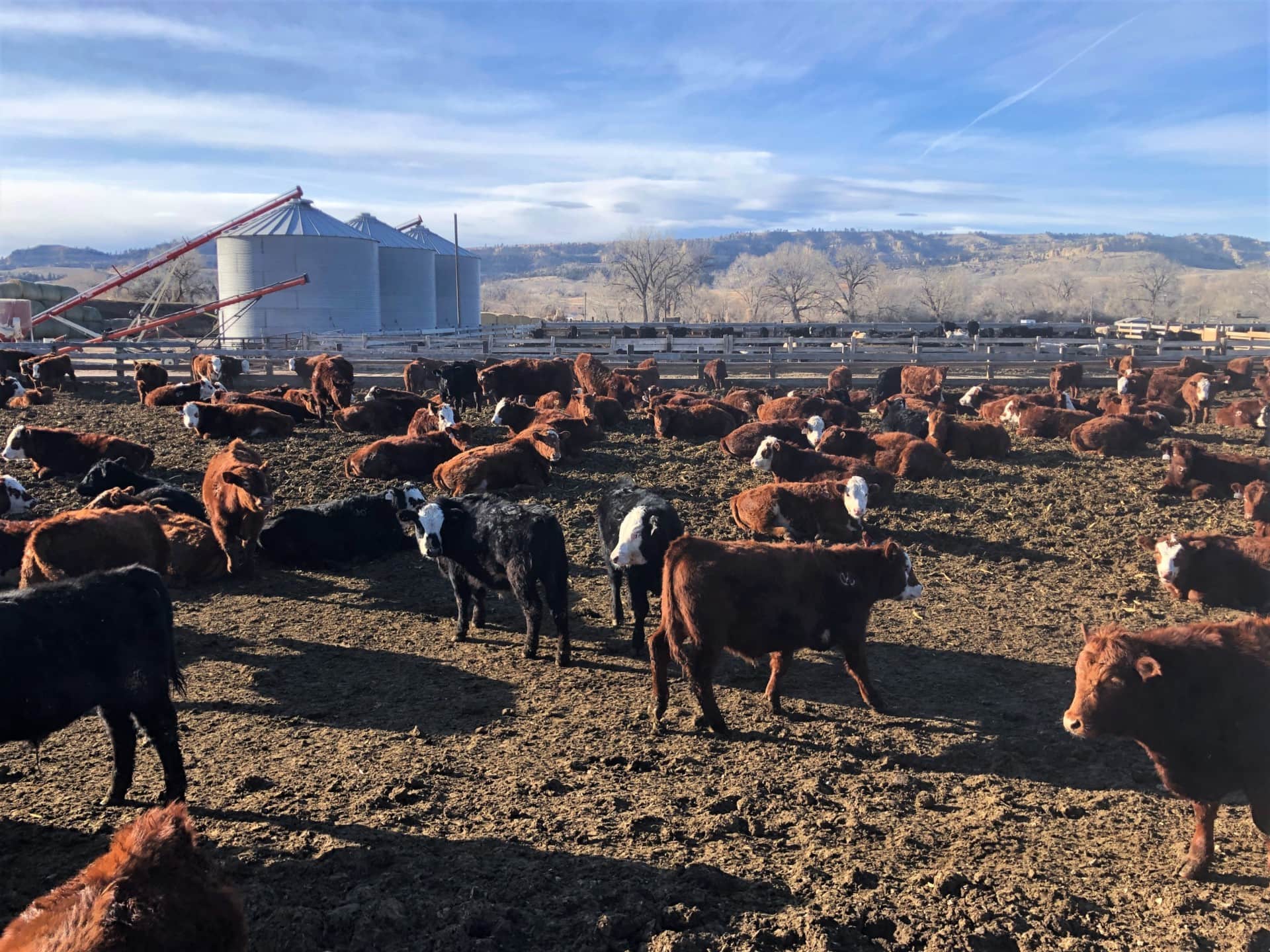 cows montana spencer irrigated farm and feedlot