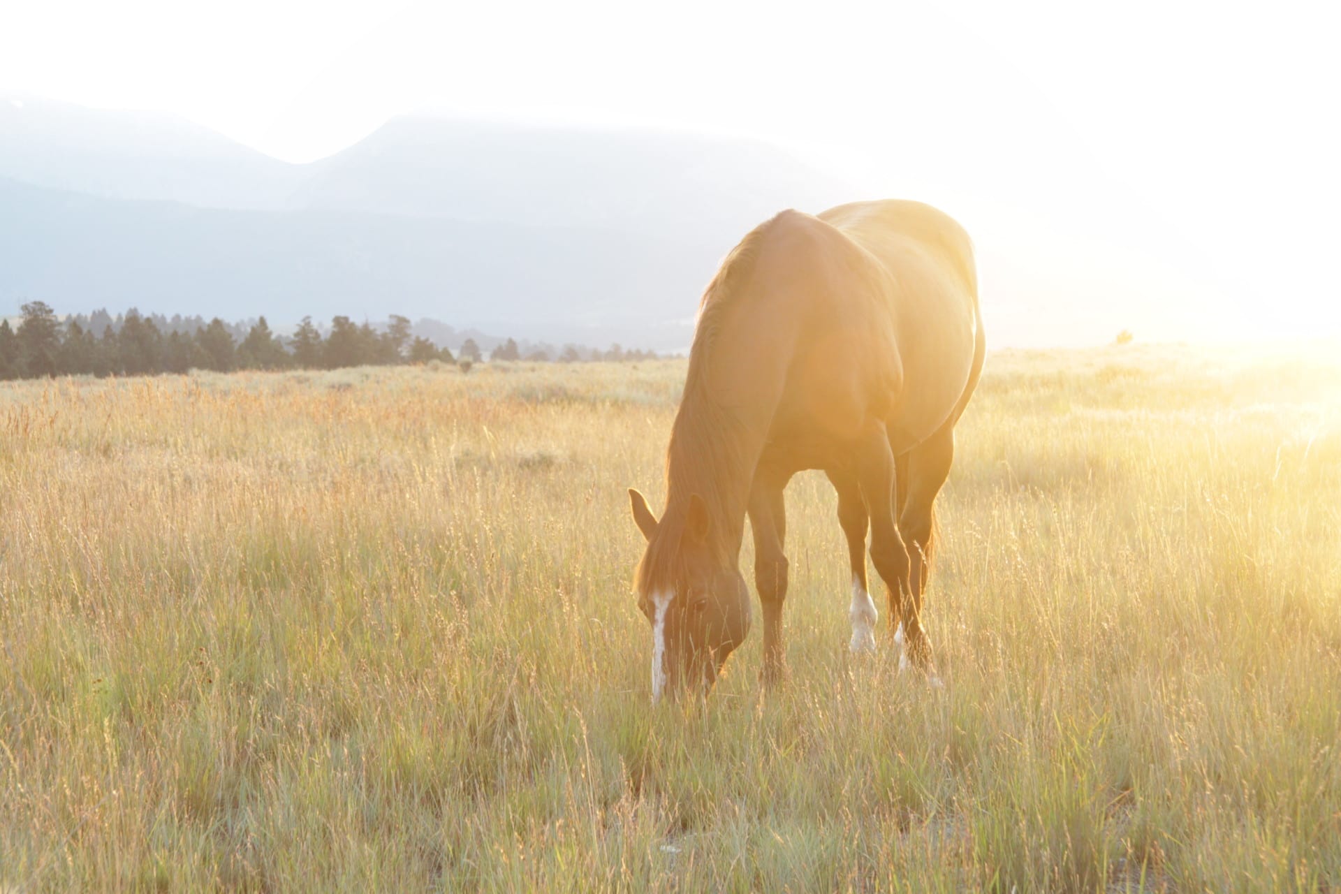 Horse Montana Pishkun Crazy Mountain Ranch
