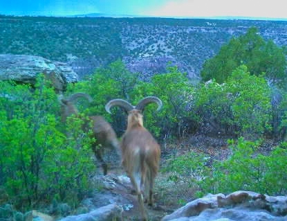 hunting audad barbary sheep new mexico rio rojo canyon ranch