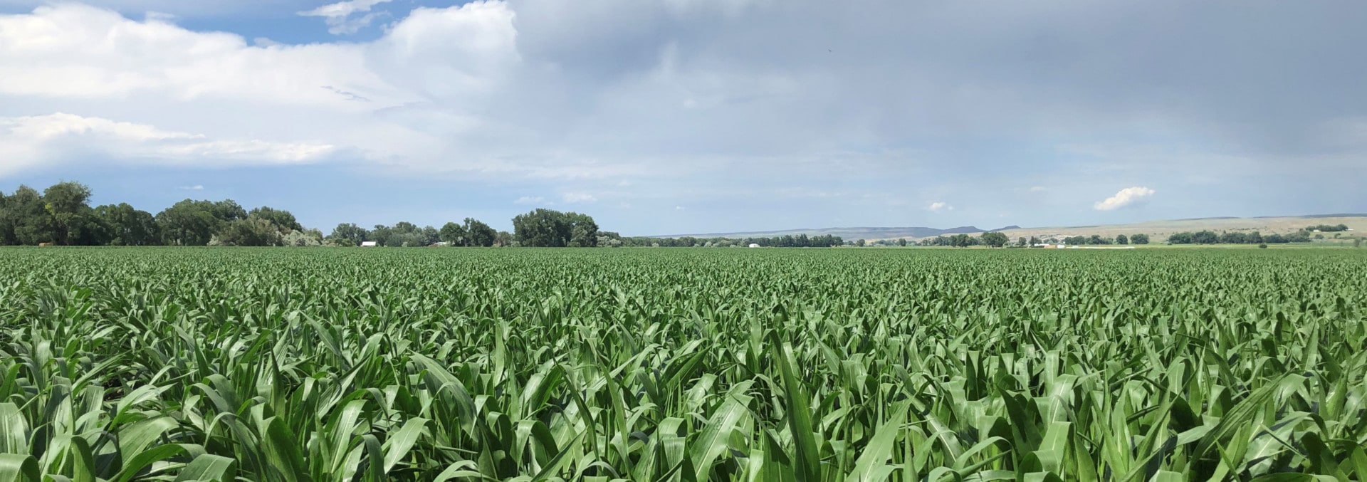 Montana Farm For Sale Spencer Irrigated Farm And Feedlot