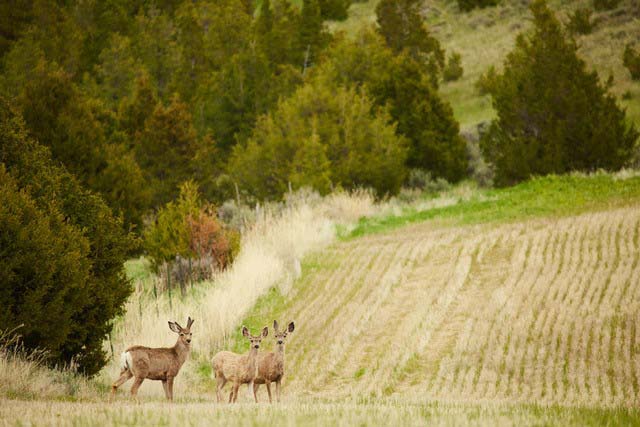 mule deer montana overlook at the sxs ranch