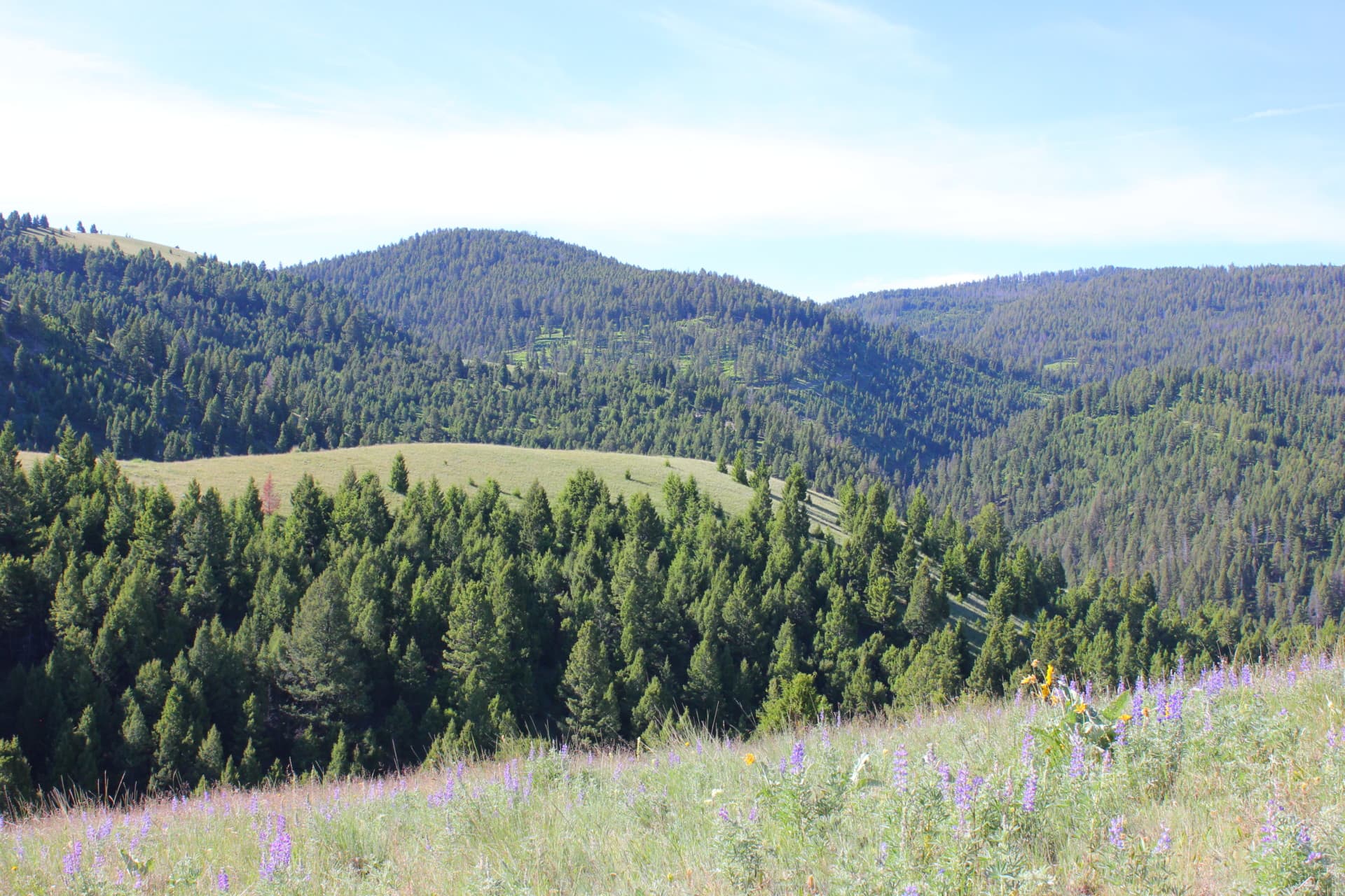timber property for sale Montana Rock Creek Cattle Ranch