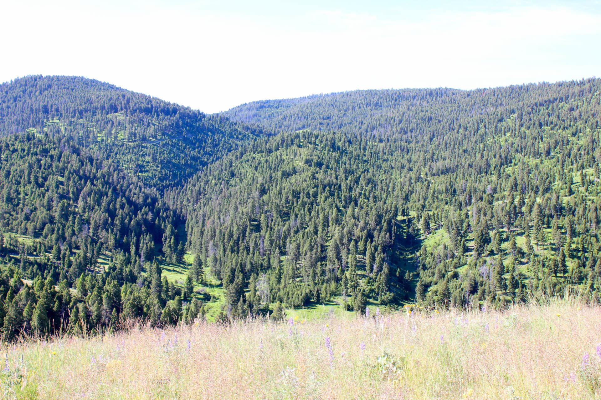 Timberland for sale Montana Rock Creek Cattle Ranch