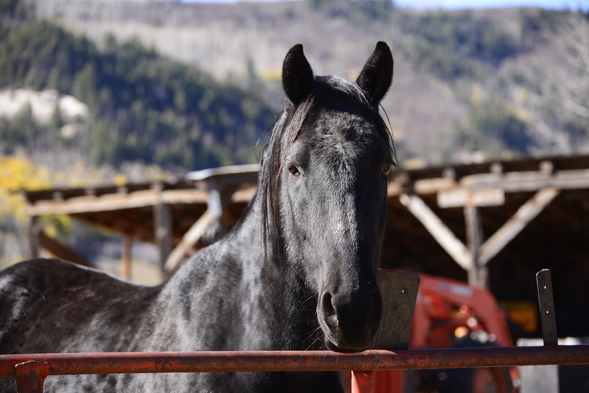 Black Horse Colorado Dolores River Ranch