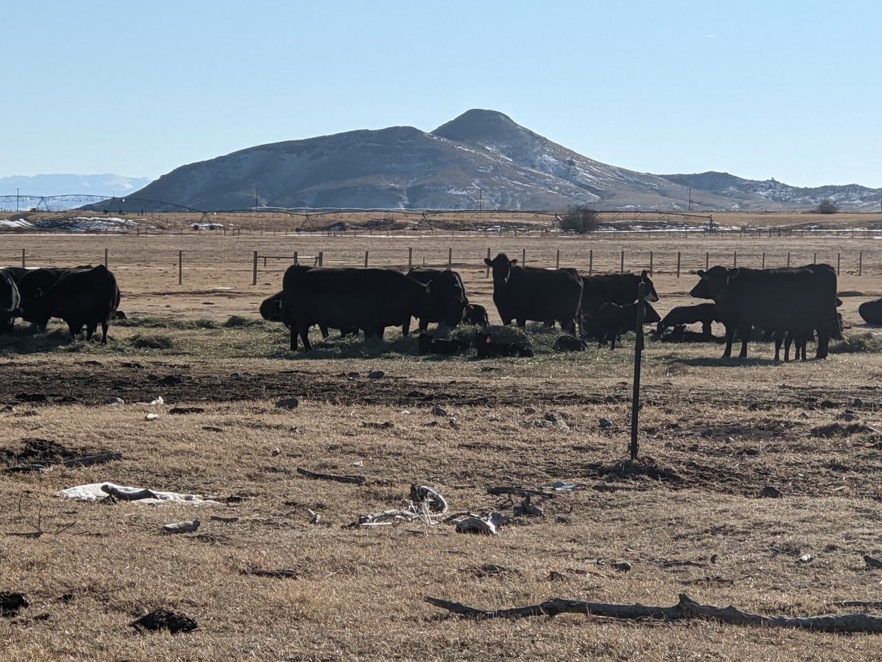 cattle montana crow creek valley hay cattle ranch