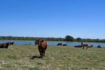 cattle property for sale texas running m ranch