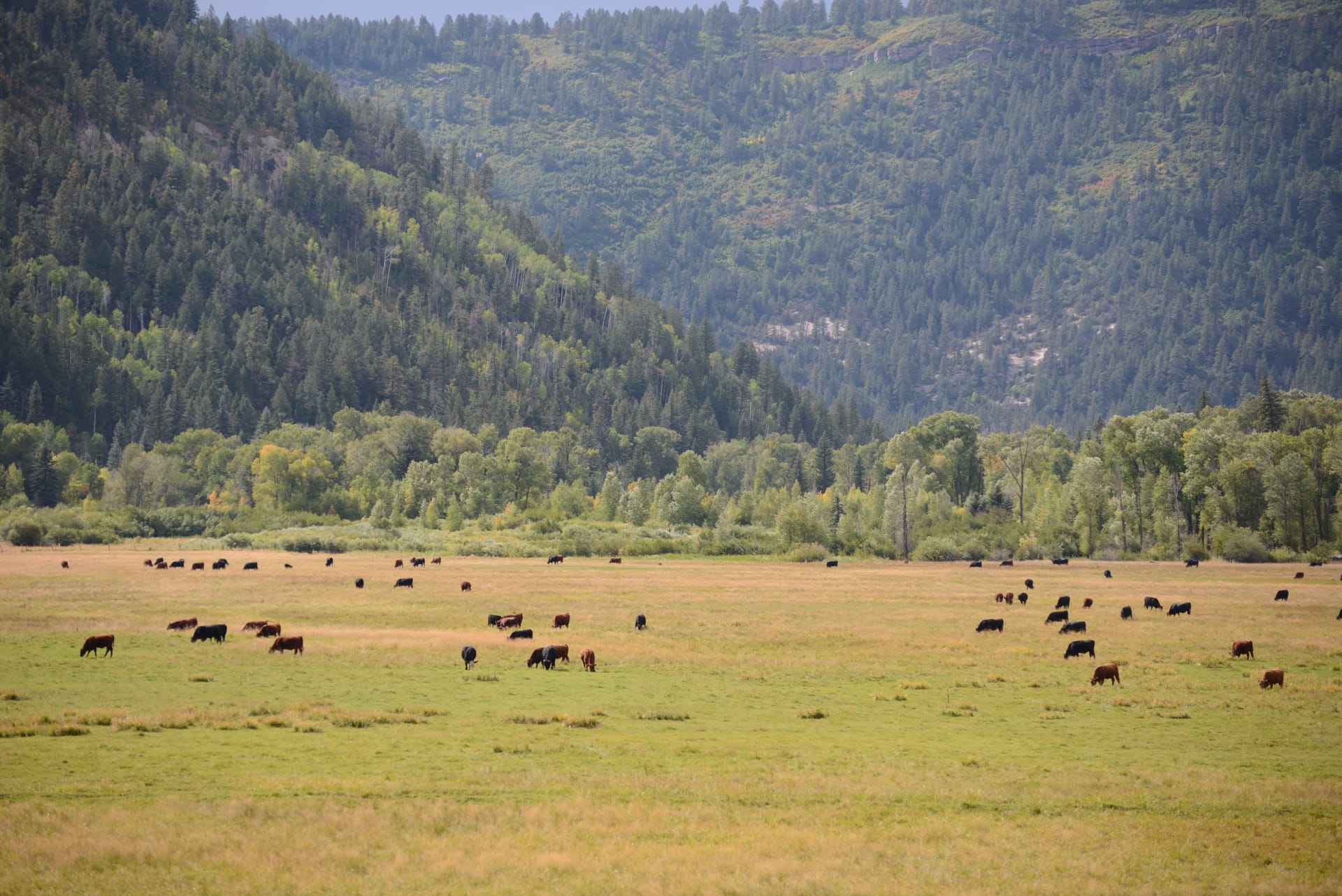 cattle grazing colorado Dolores River Ranch