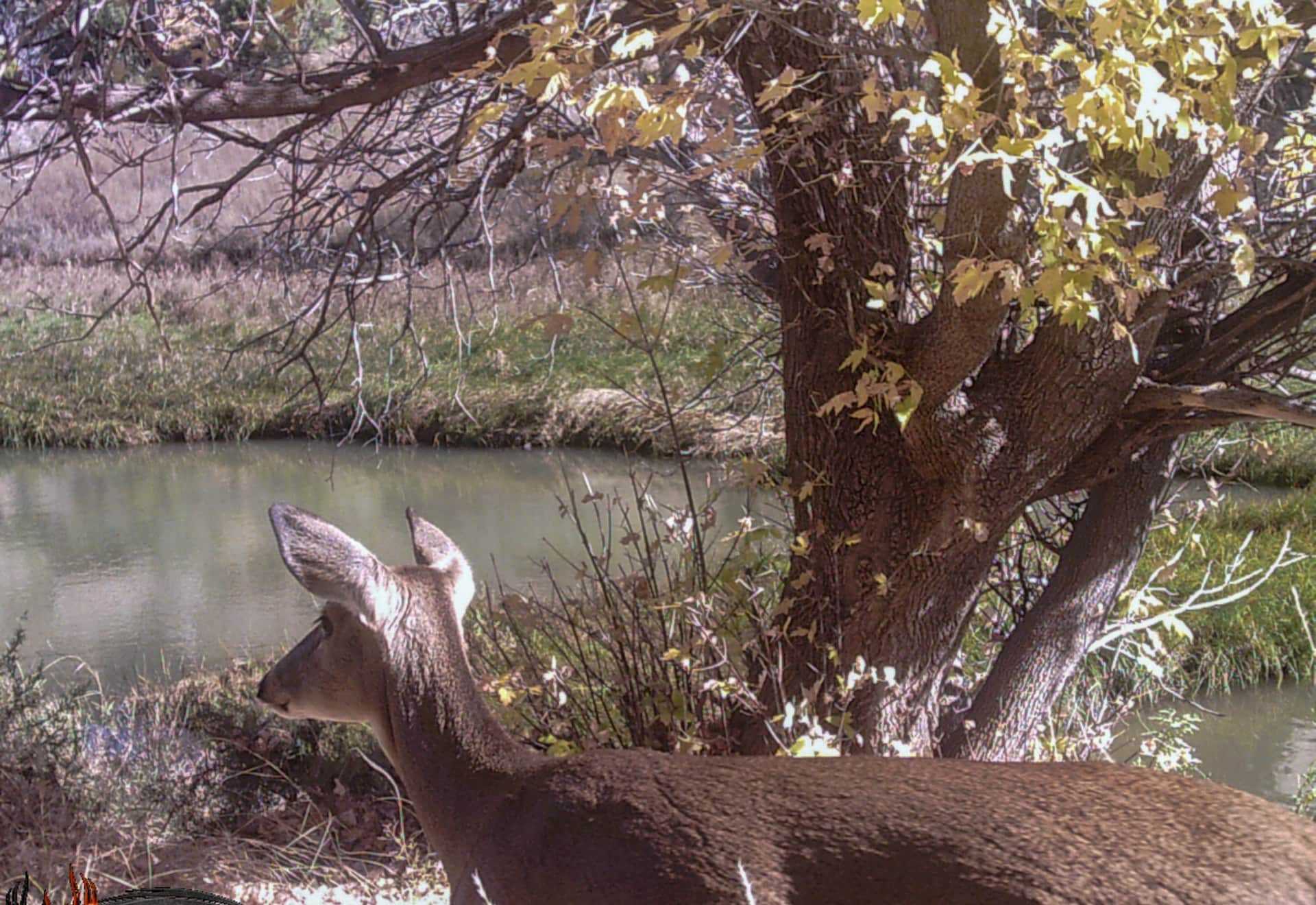 deer by river new mexico cottonwood springs north