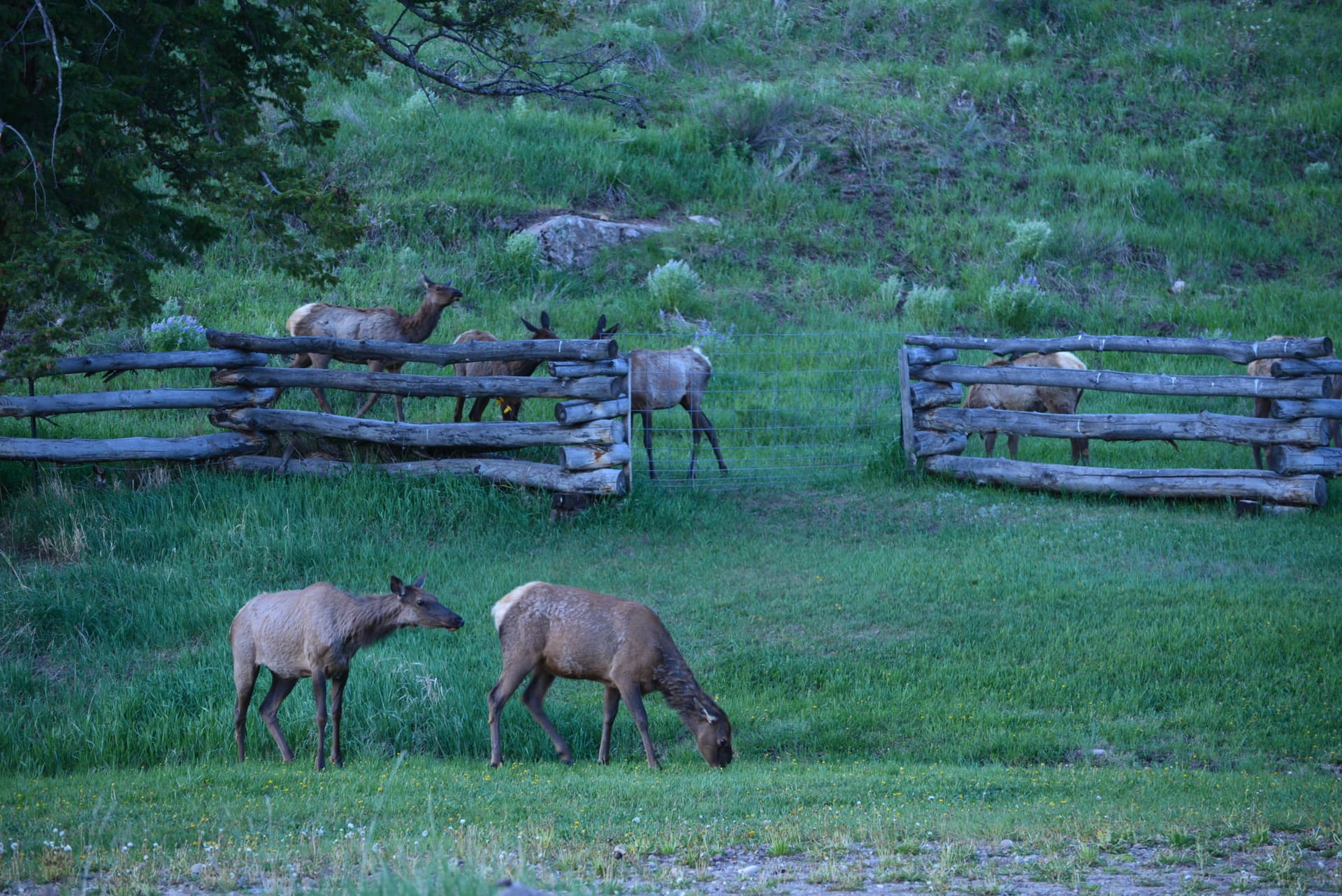deer Colorado Dolores river ranch