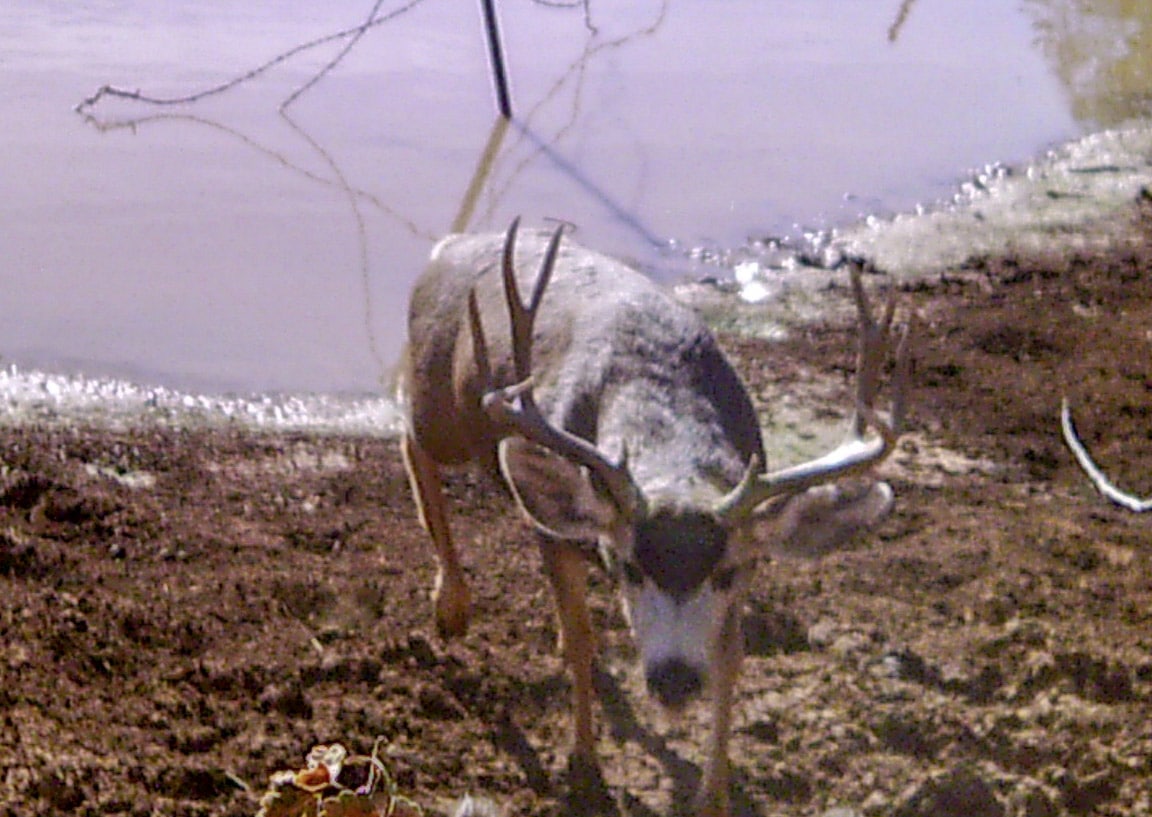 deer shot new mexico cottonwood springs north