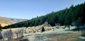 elk herd new mexico mora river refuge