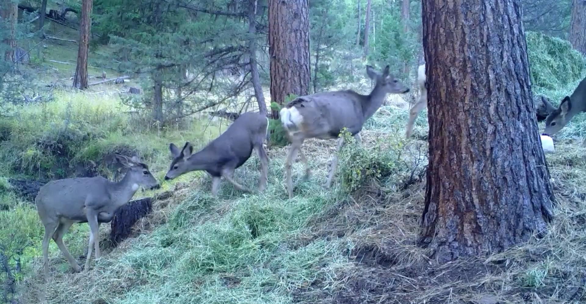 Hunting Mule Deer Oregon Gateway to the magnificent Ochocos