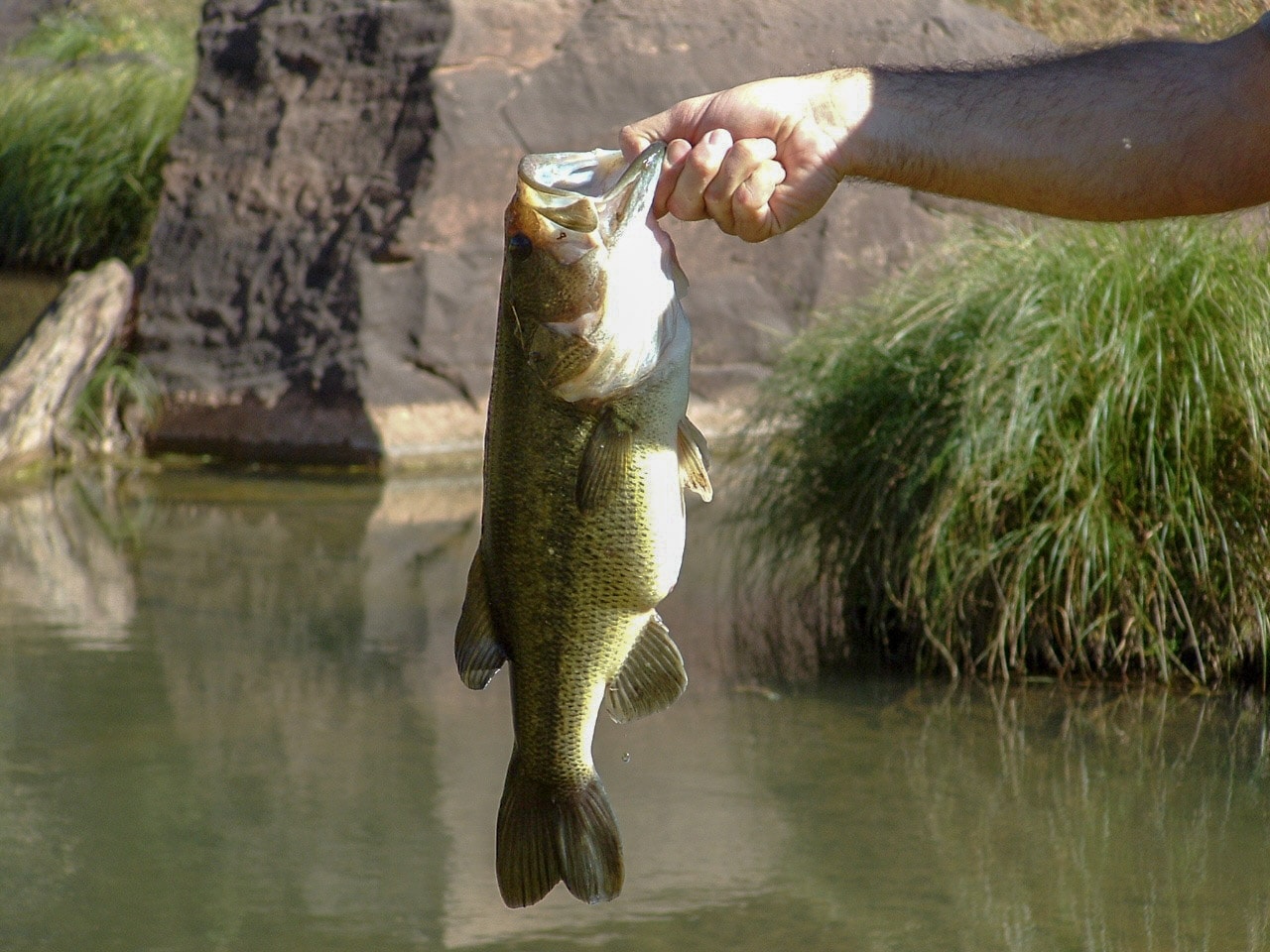 large mouth bass new mexico cottonwood springs north
