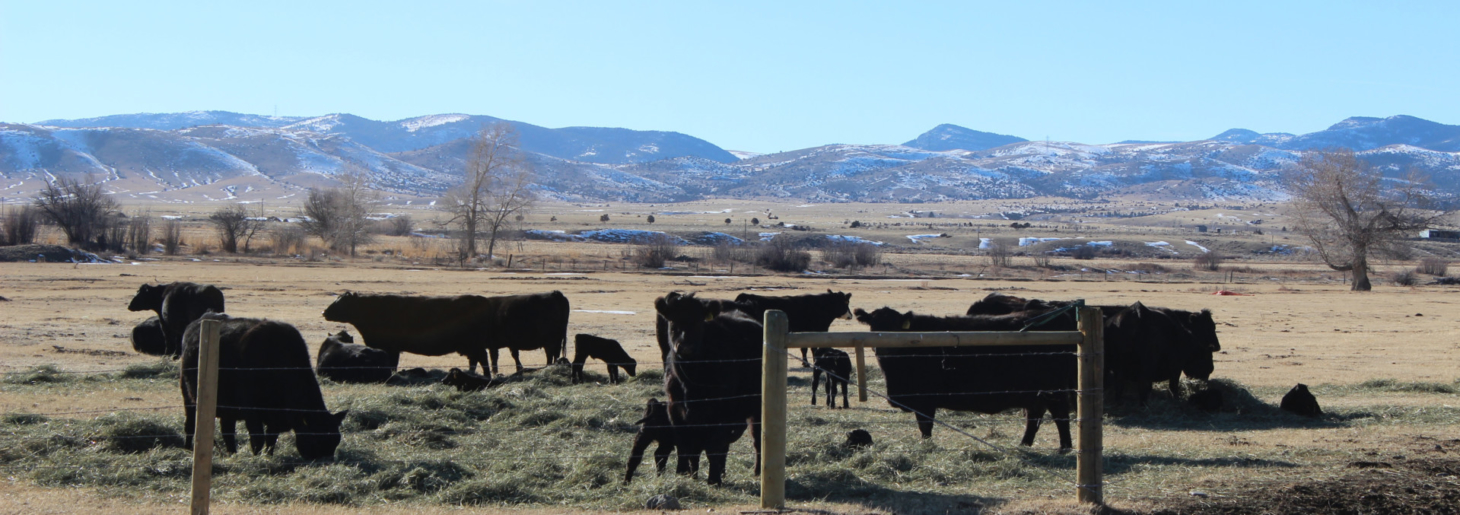 Crow Creek Valley Hay and Cattle Ranch Toston Montana Fay Ranches