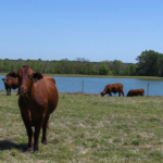 texas property for sale myers land and cattle