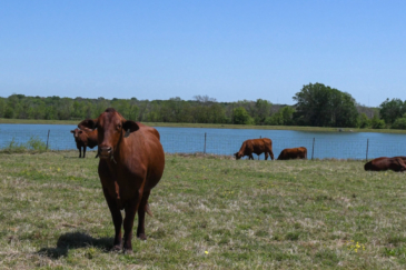 texas property for sale myers land and cattle