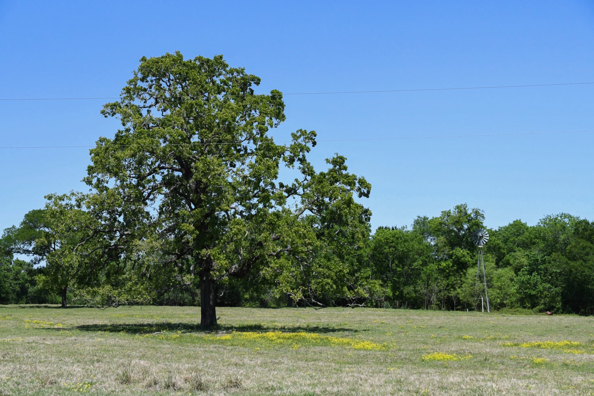 tree texas running m ranch