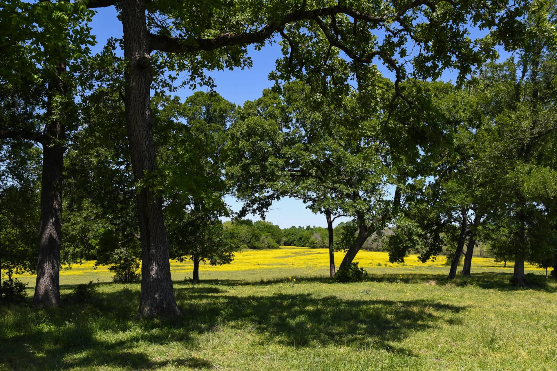 trees and yellow wildflowers texas running m ranch