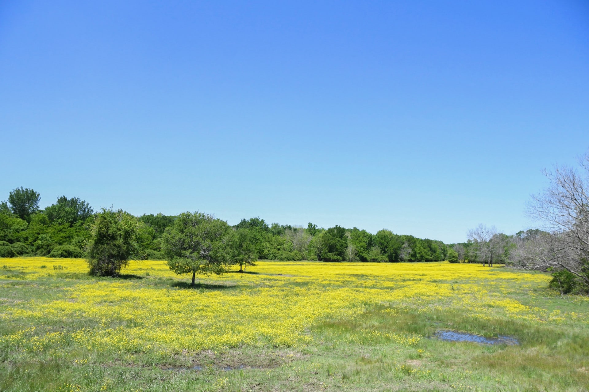 yellow wildflowers texas running m ranch