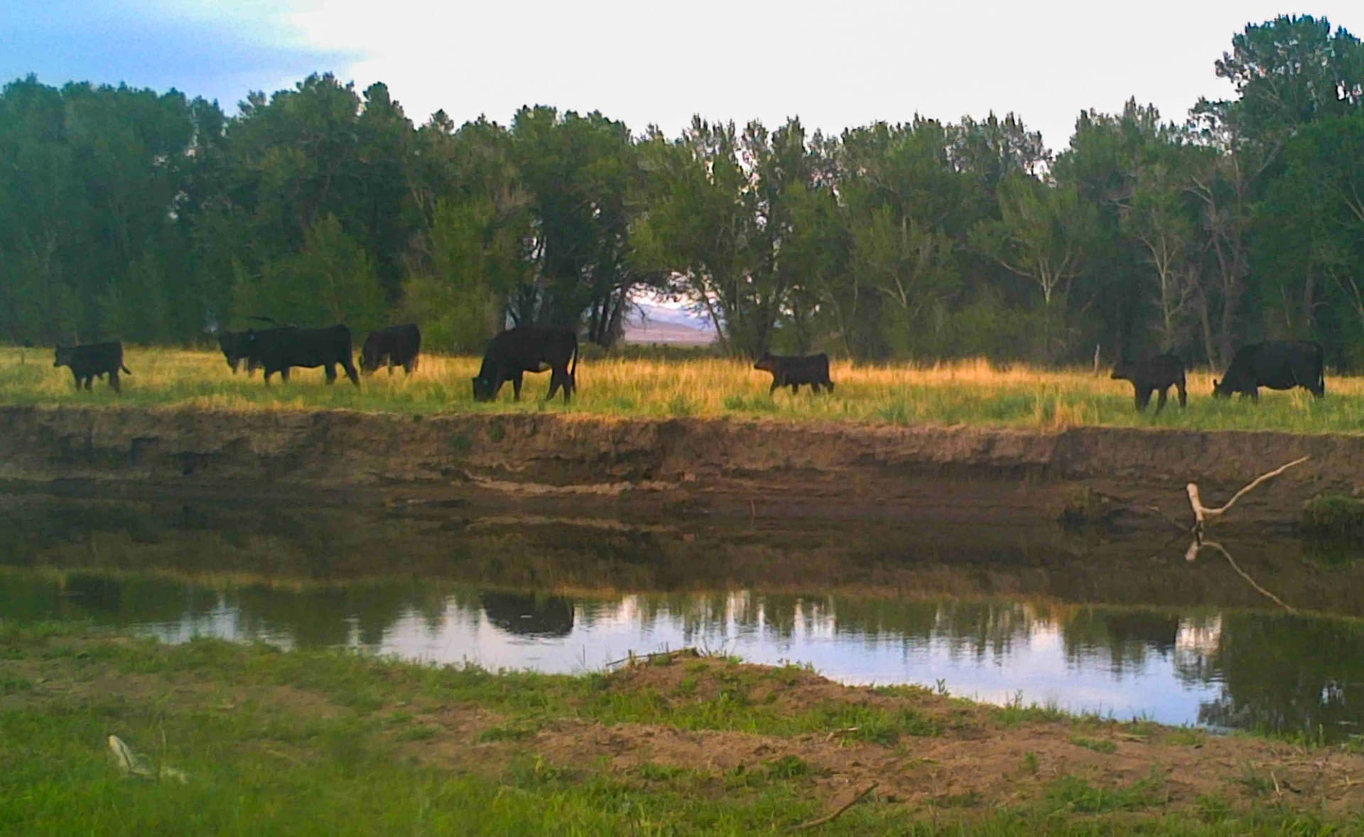 black cows grazing conejos river riverfront colorado two rivers ranch