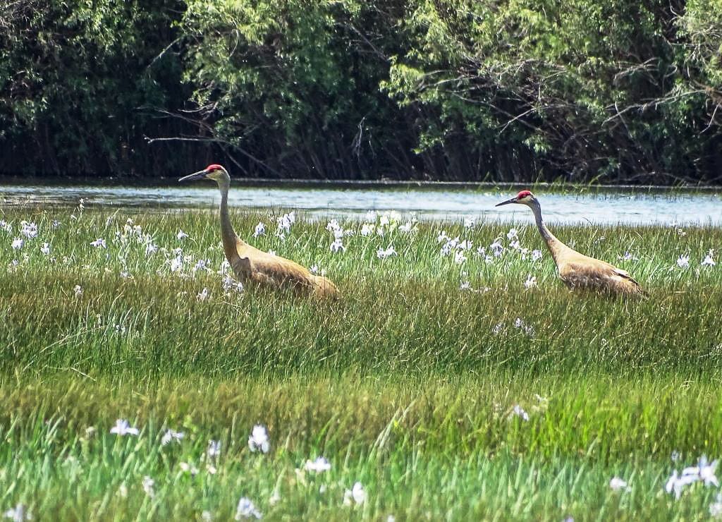 crane pair sandhill cranes wetlands irrigation bird watching Colorado Two Rivers Ranch