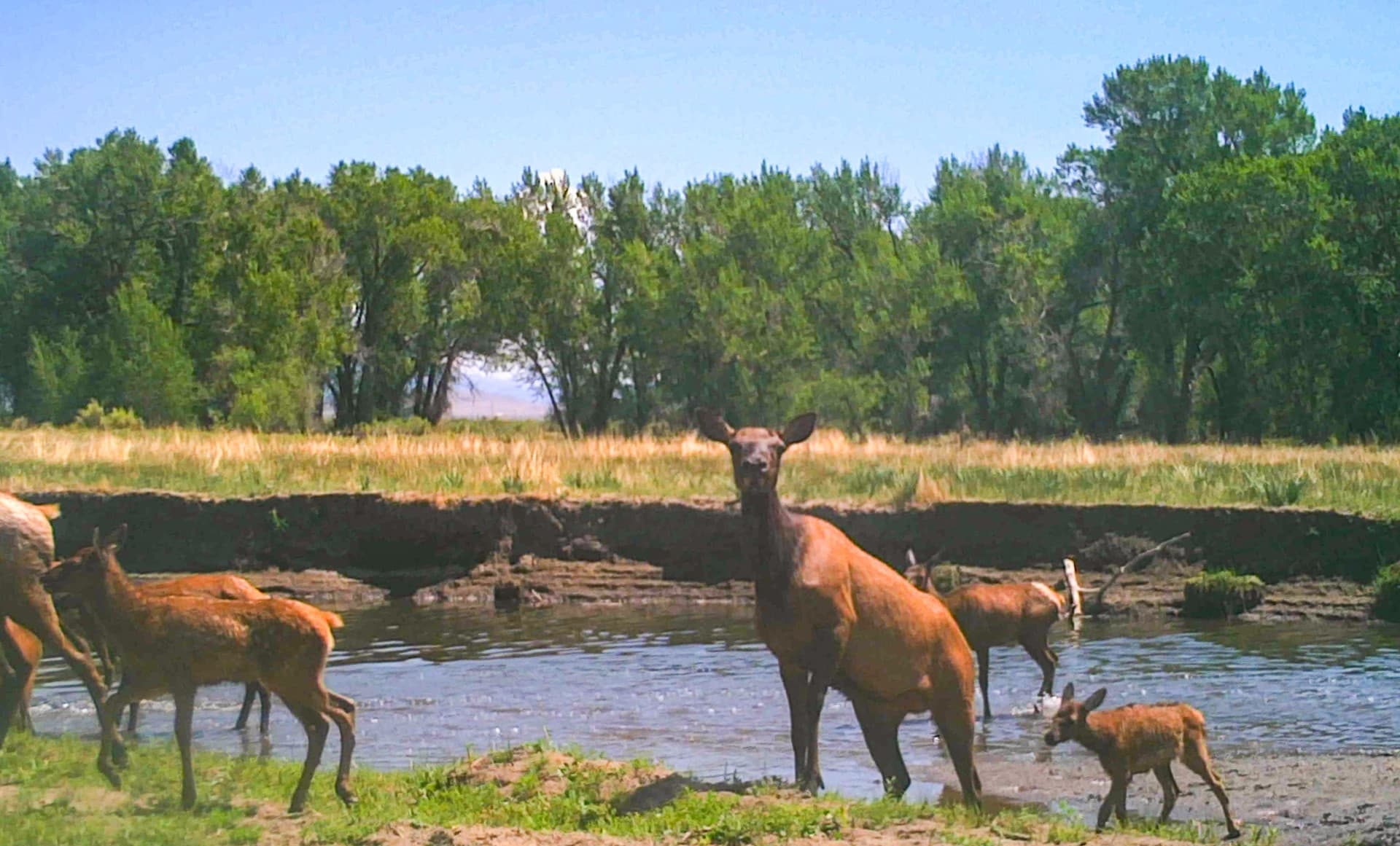 elk fawn babies calving elk calving colorado two rivers ranch