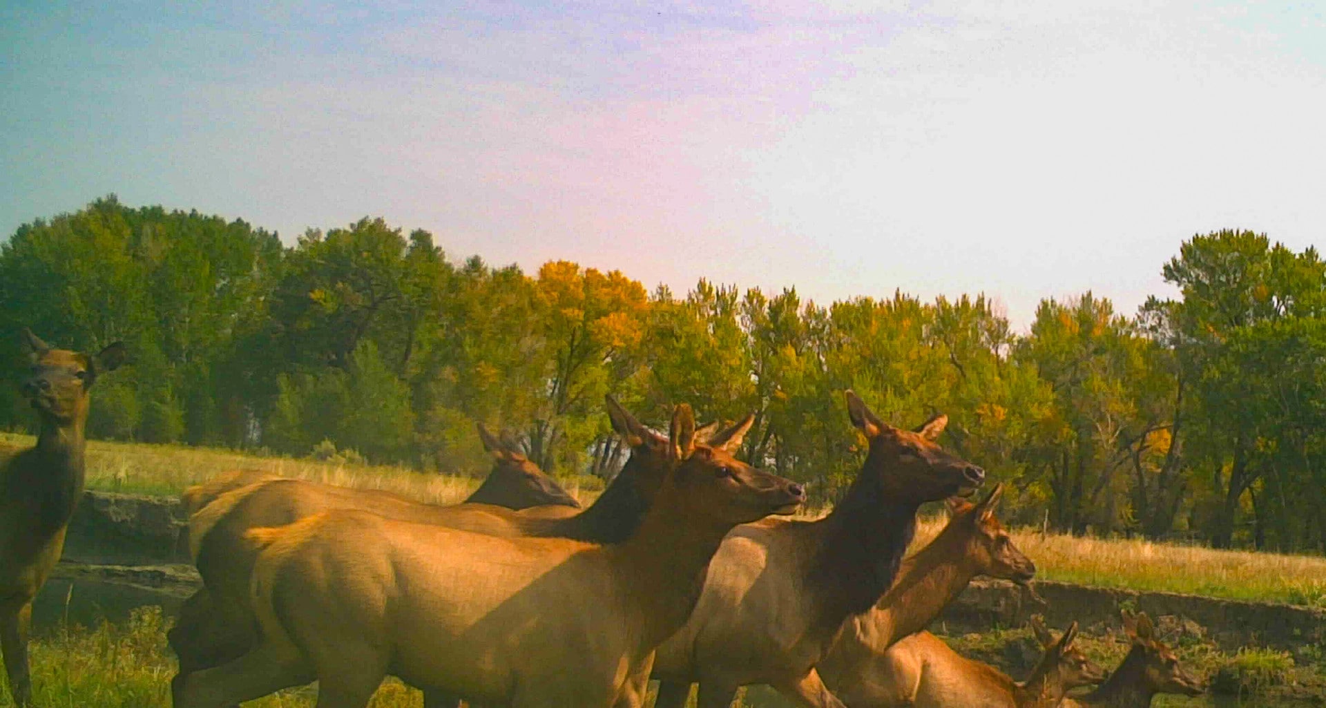 elk herd game camera conejos river Colorado Two Rivers Ranch