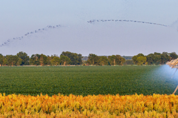 Oklahoma farm properties for sale Red River Valley Farm Portfolio