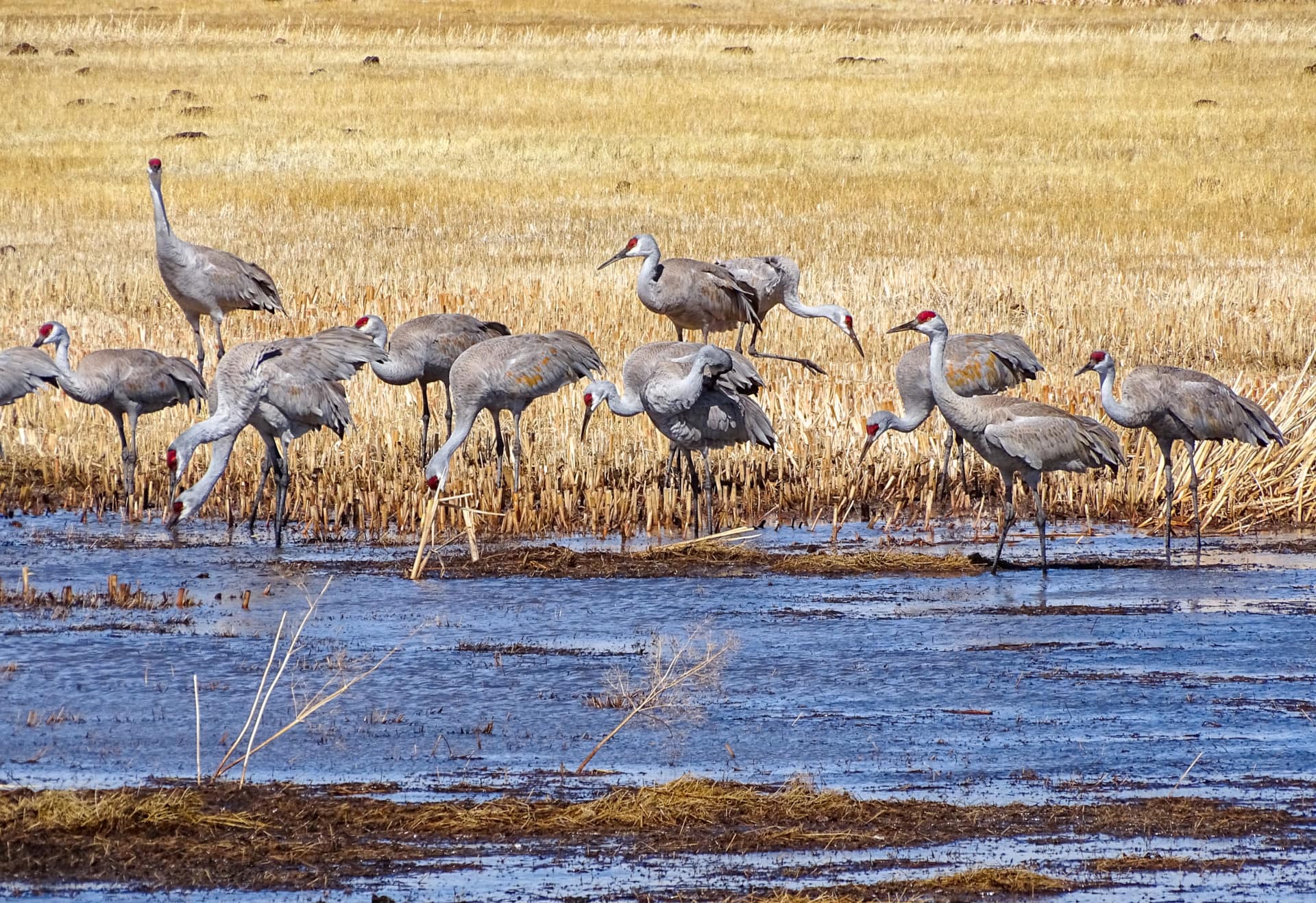 Sandhill Cranes Crane Flock wetlands wildlife Colorado Two Rivers Ranch