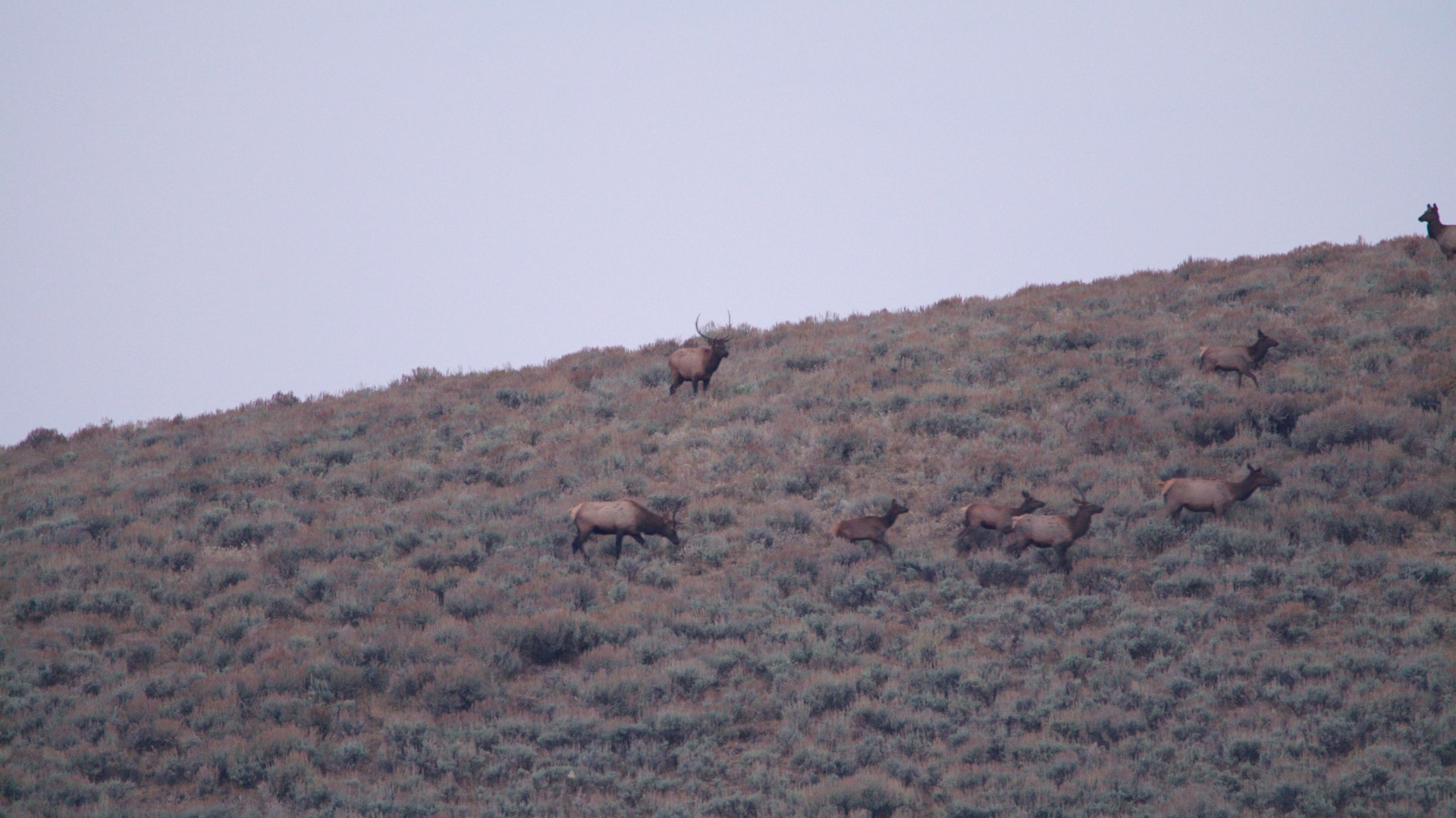 Elk Hunting Ranch For Sale Montana Arrow Ranch