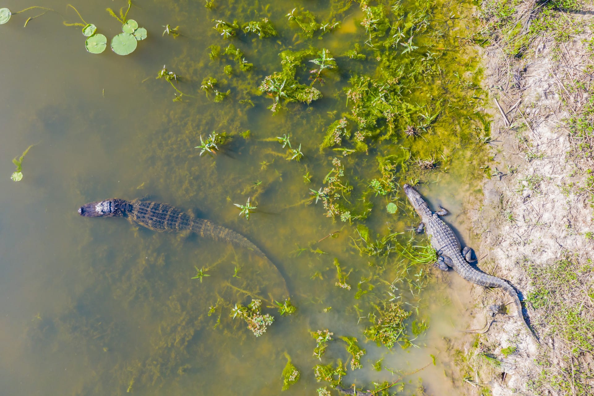 alligators texas lakes of gibbons creek