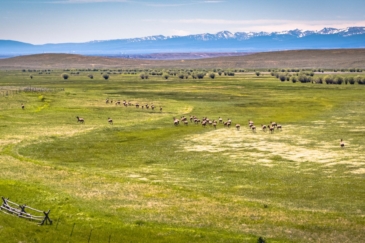 big game hunting land for sale montana arrow ranch