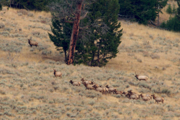 big game hunting montana arrow ranch