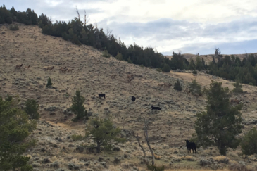 big game hunting ranch for sale wyoming hidden springs ranch