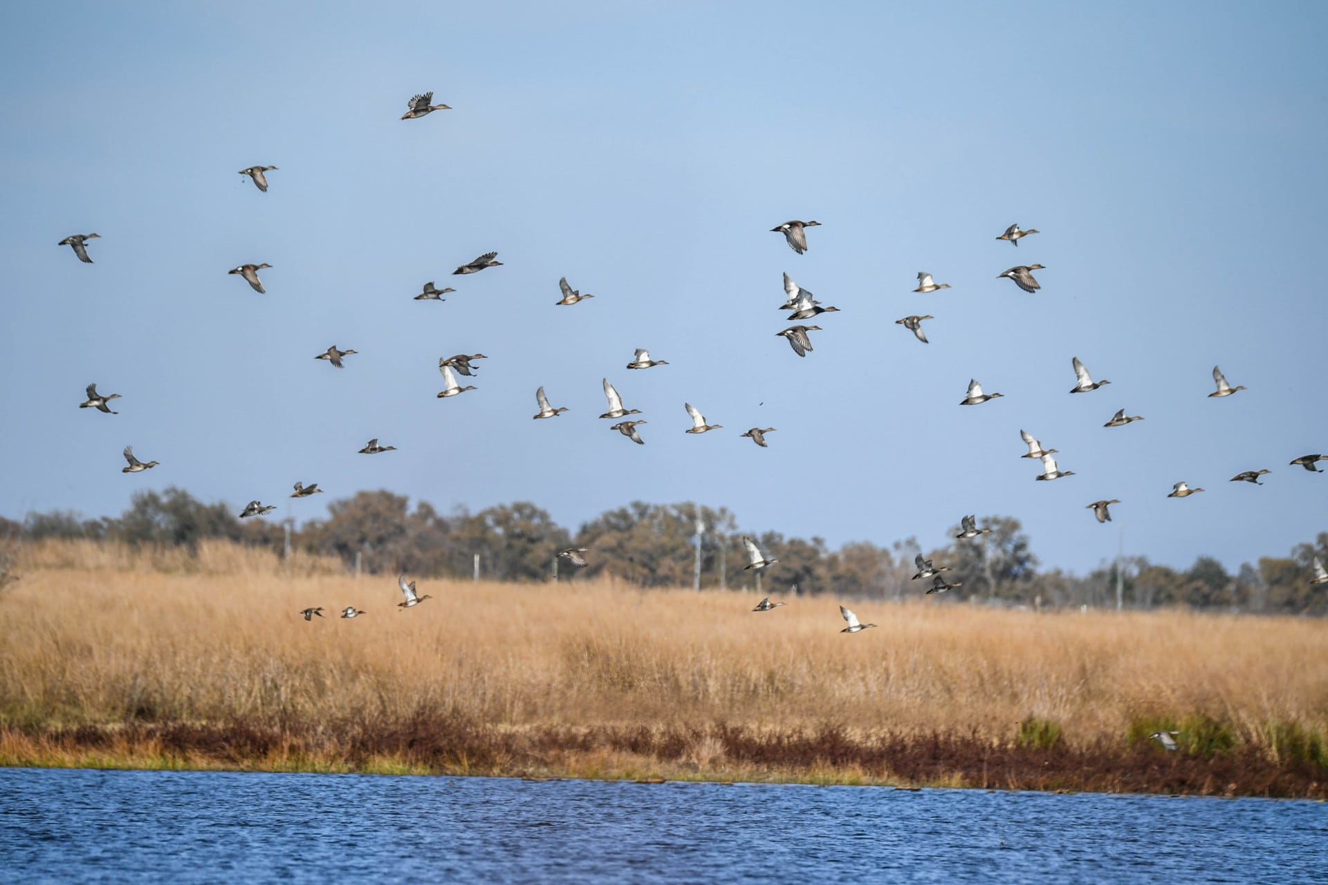birds take flight texas lakes of gibbons creek