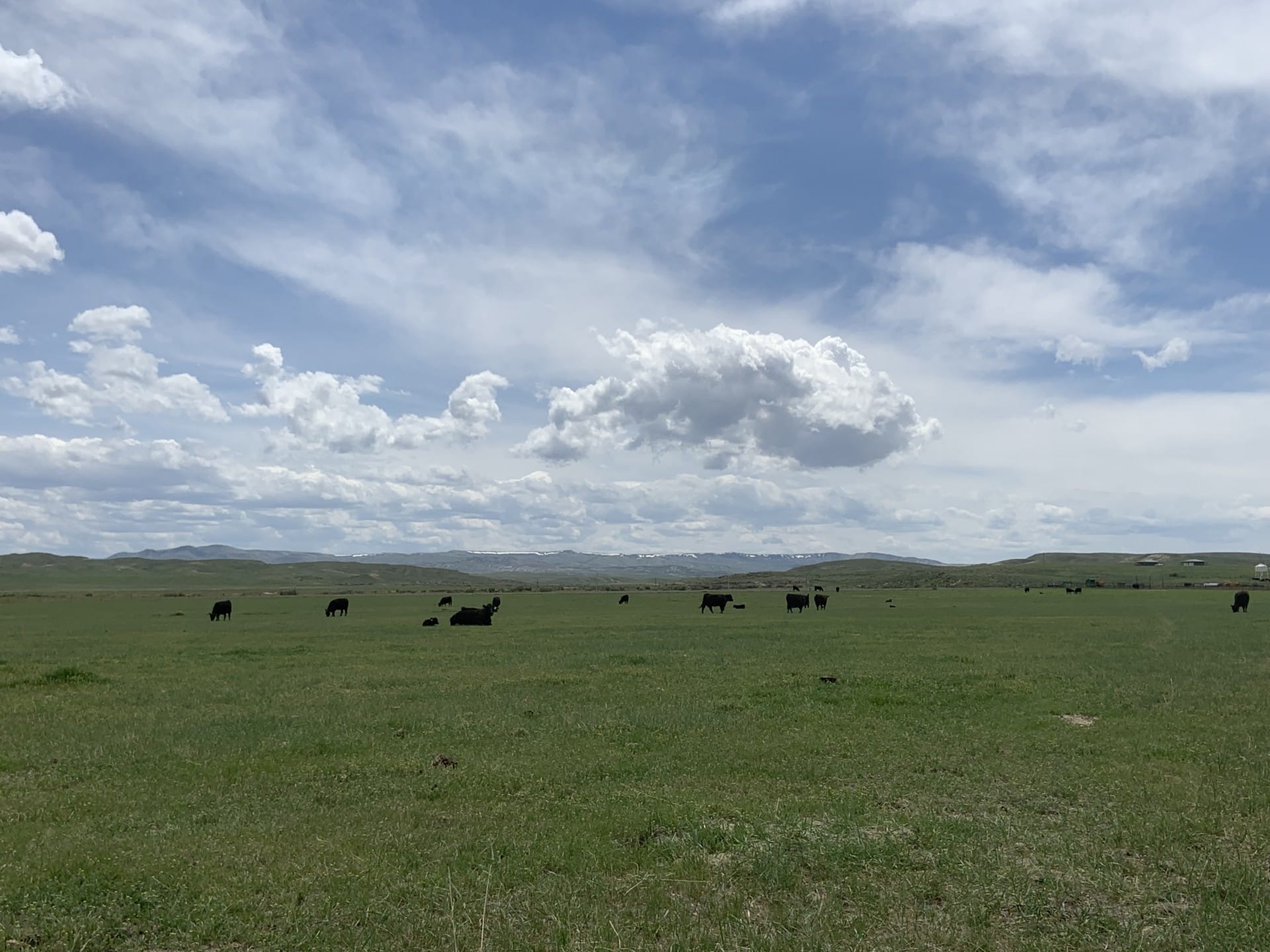 cattle grazing wyoming hidden springs ranch