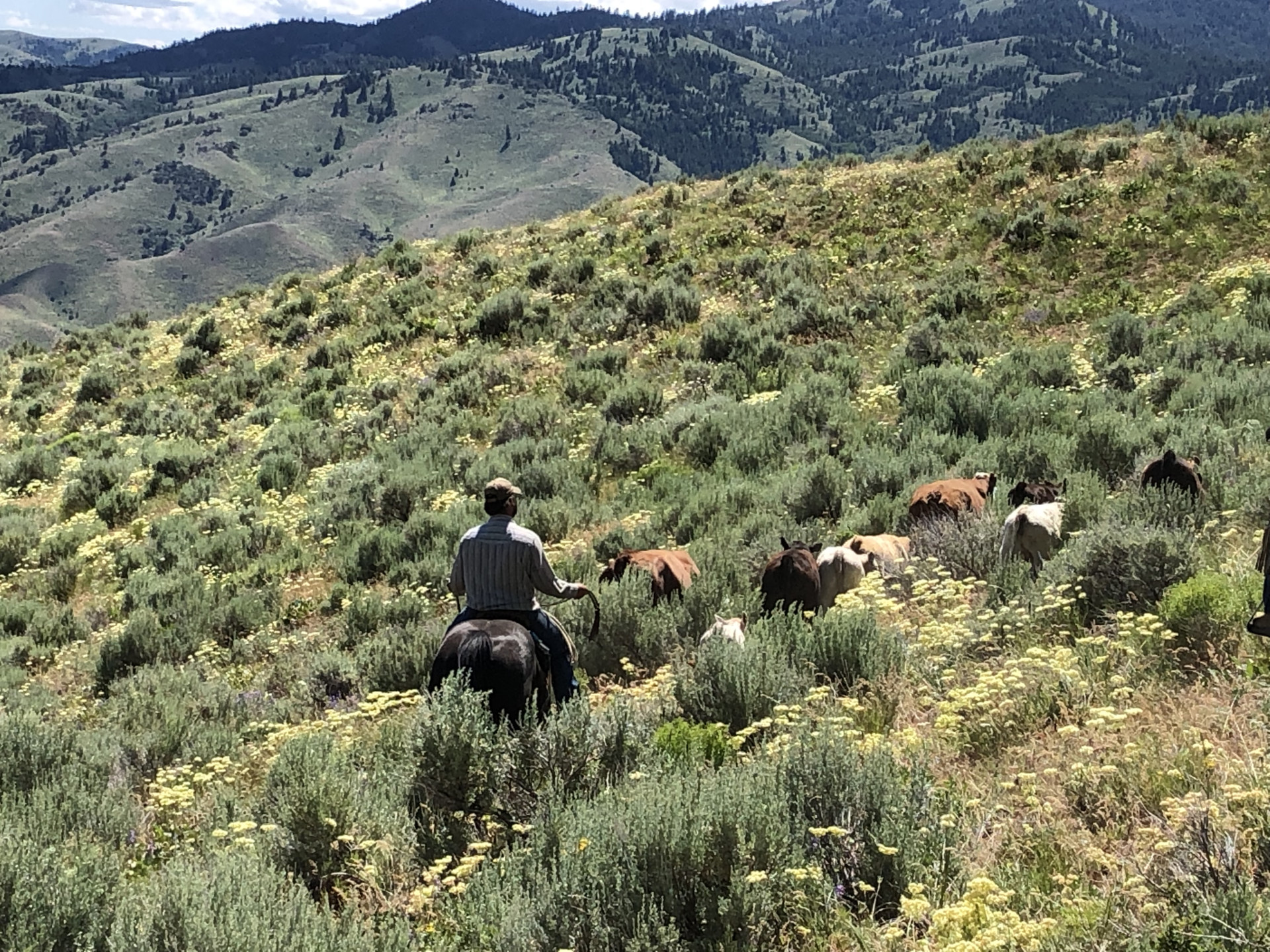 cattle Lush Vegetation Oregon Lost Basin Ranch