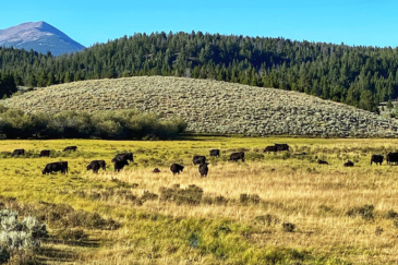 cattle montana arrow ranch