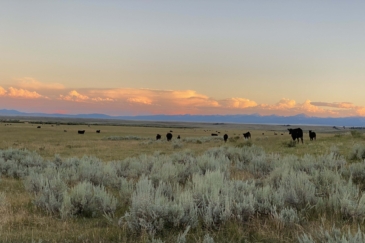 cattle property for sale montana arrow ranch