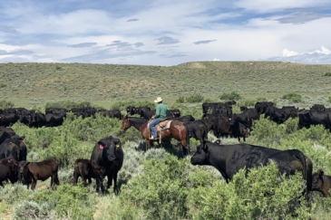 cattle property for sale wyoming hidden springs ranch