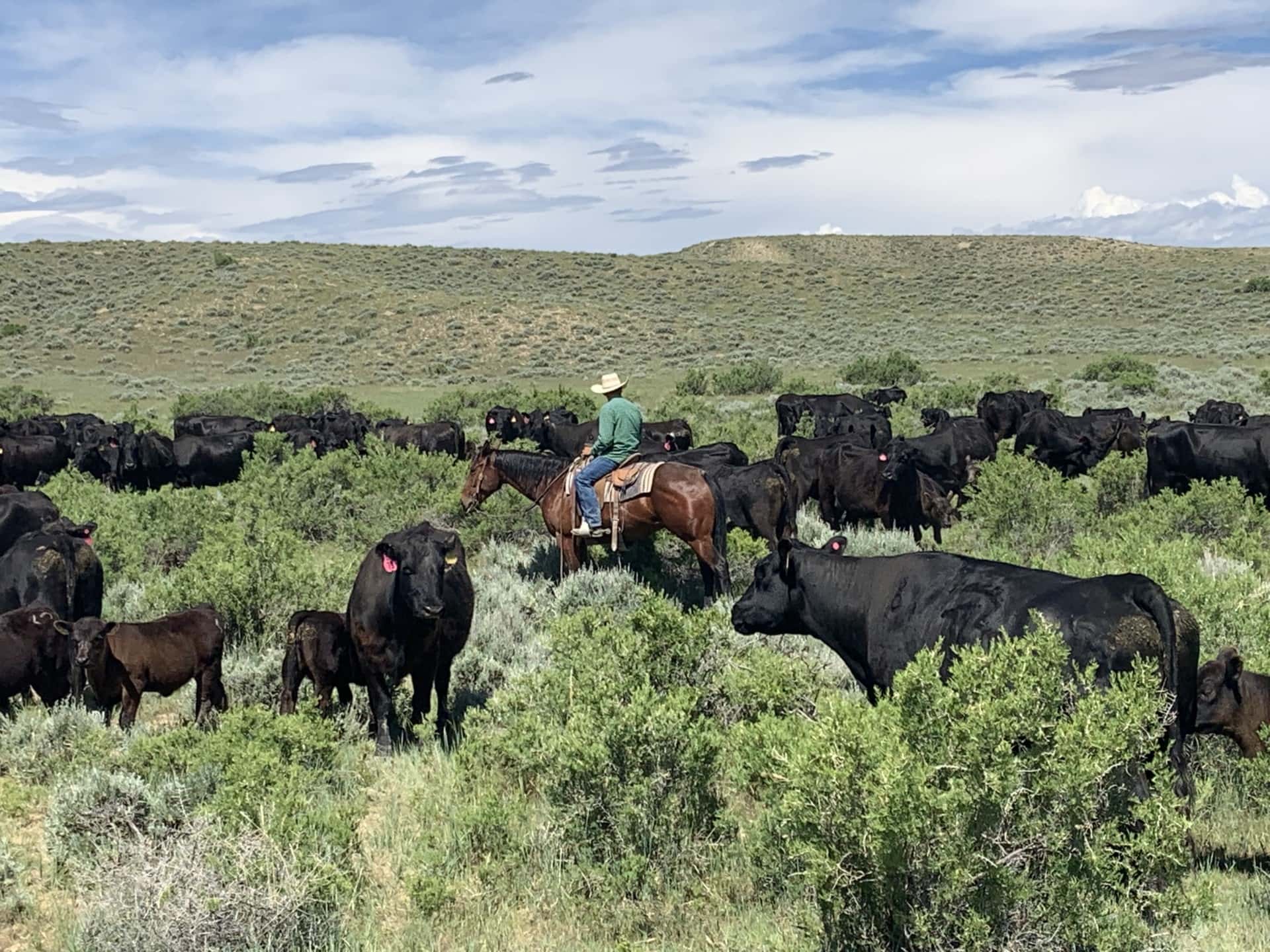 cattle property for sale wyoming hidden springs ranch