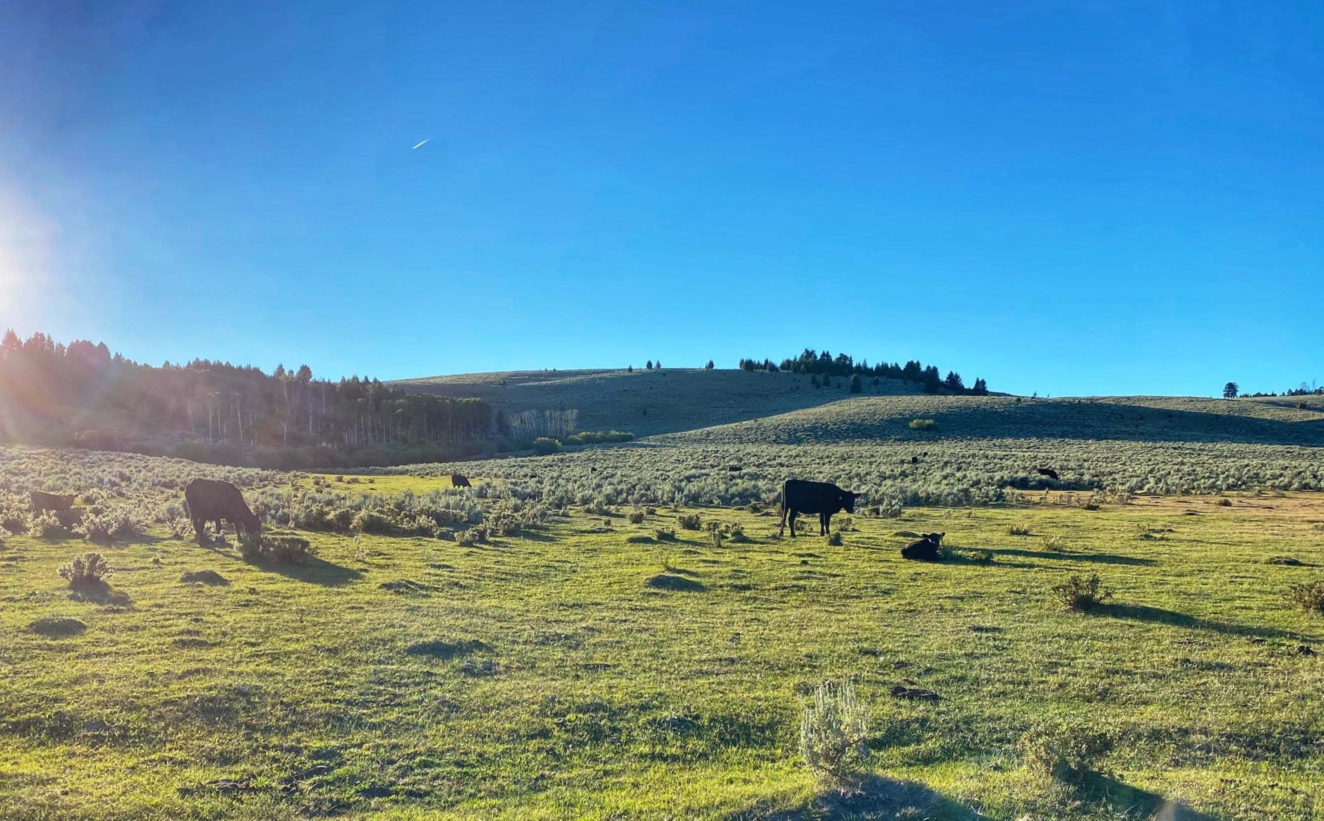 cow calf montana arrow ranch