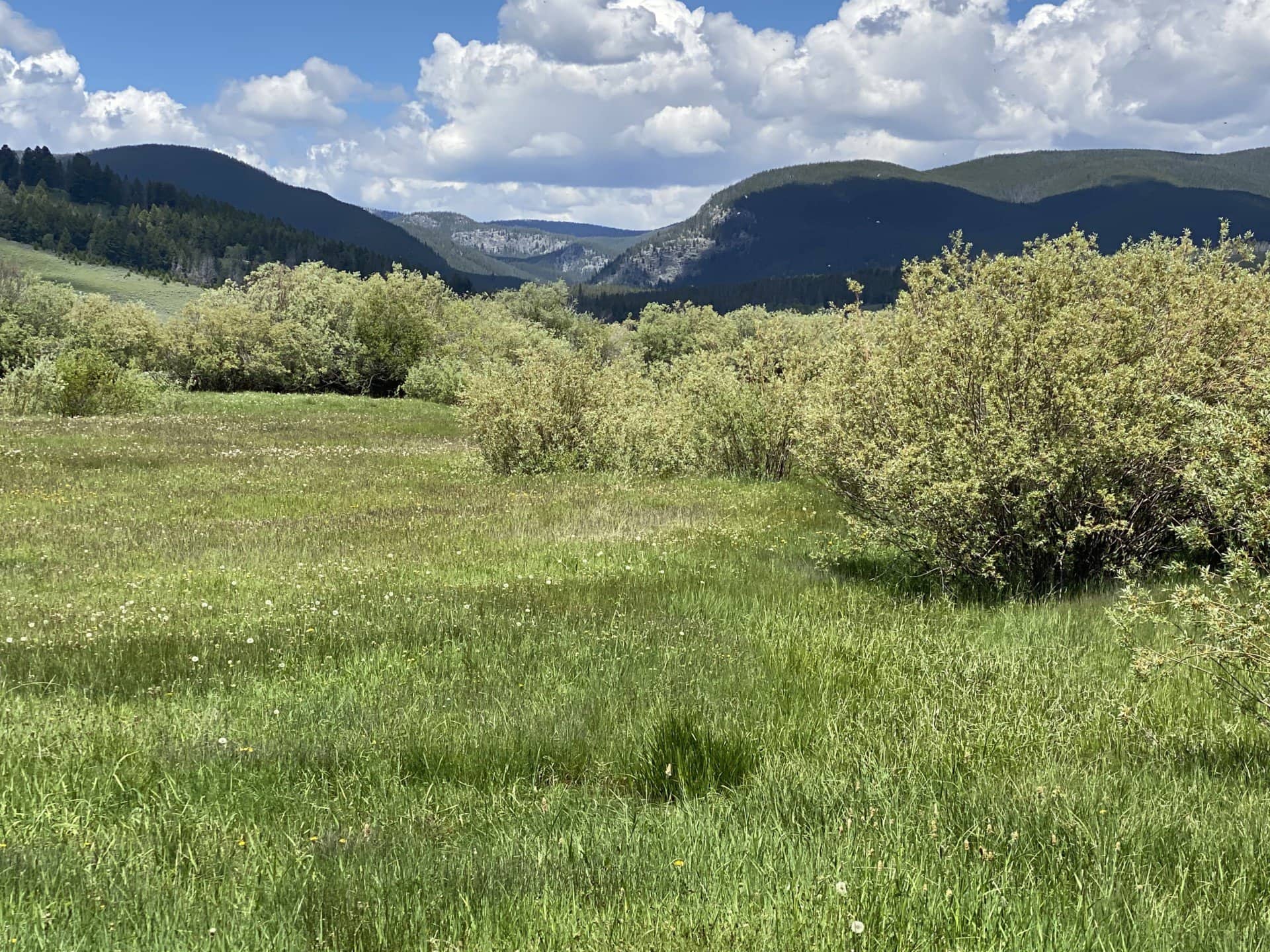 grass montana arrow ranch