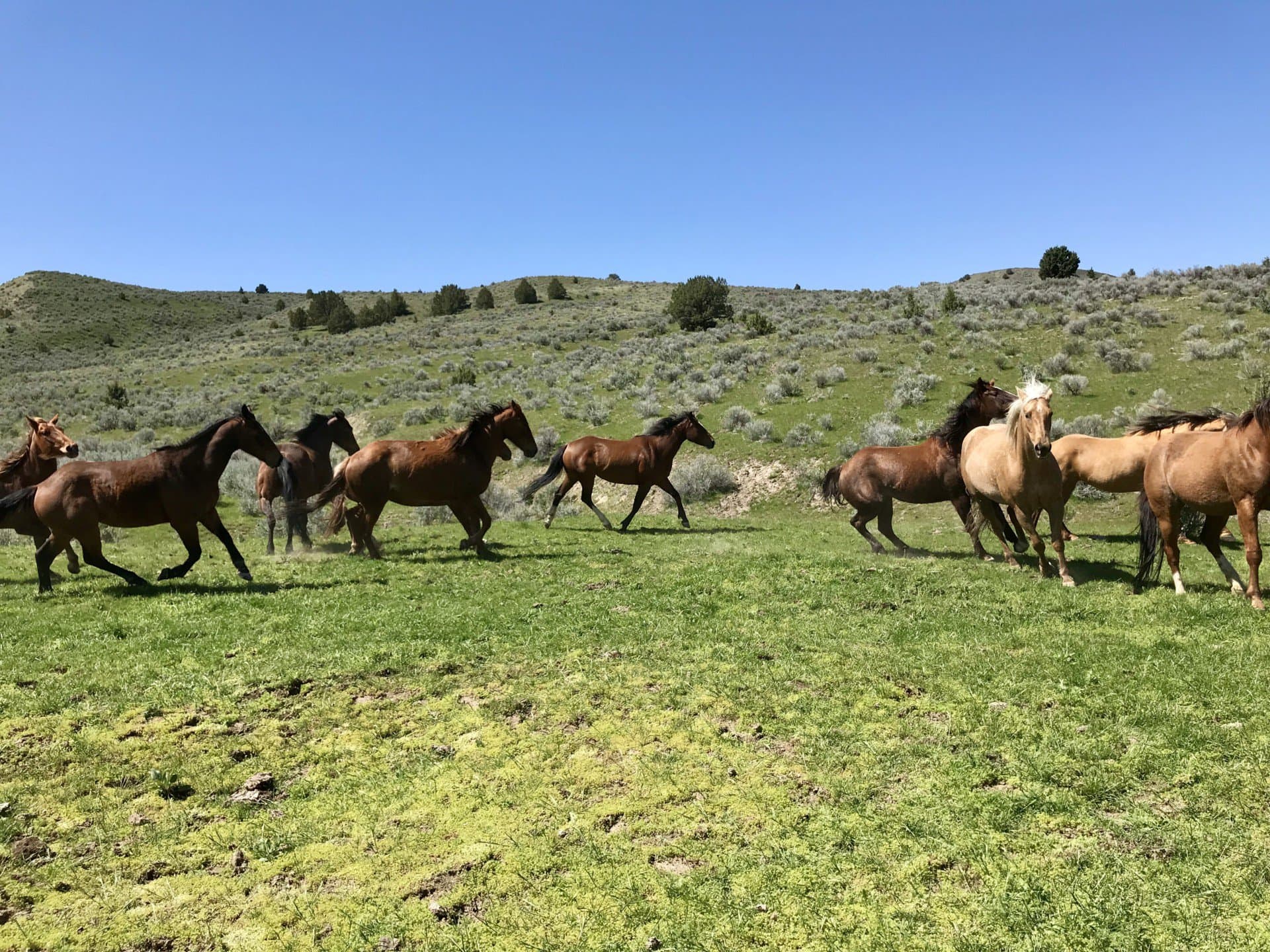 horses oregon french creek ranch