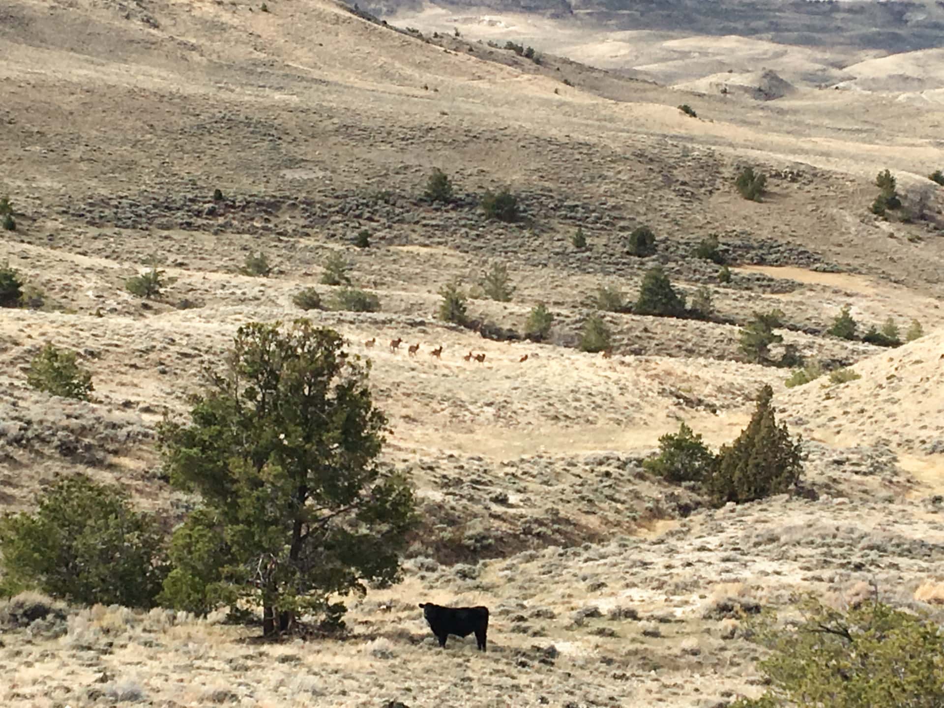 hunting land for sale wyoming hidden springs ranch Fay Ranches