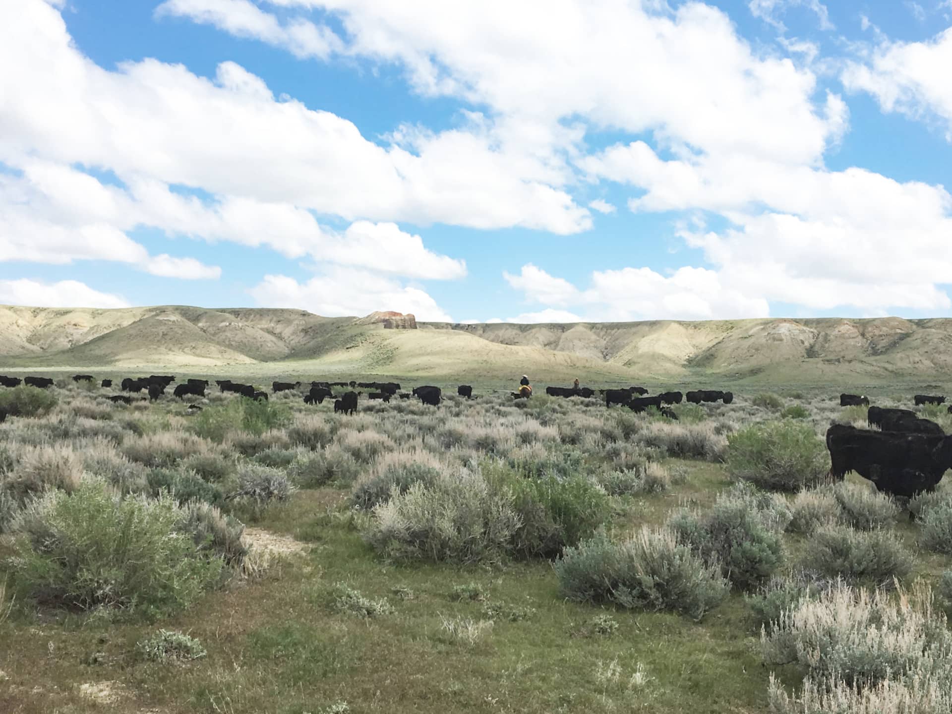 income producing cattle ranch wyoming hidden springs ranch