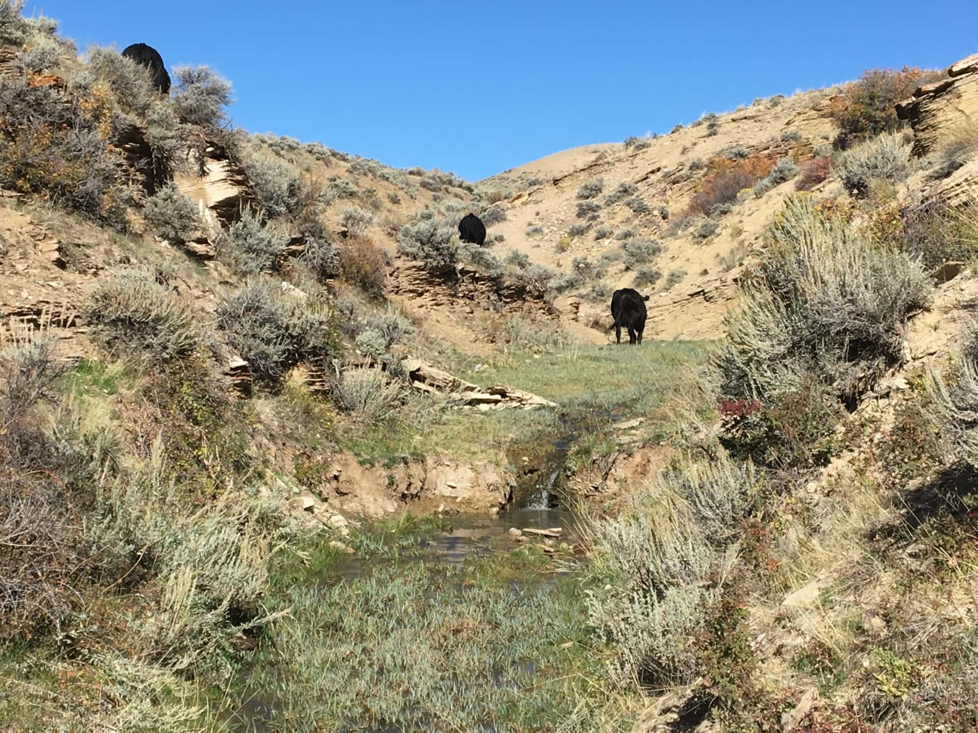 livestock watering hole wyoming hidden springs ranch
